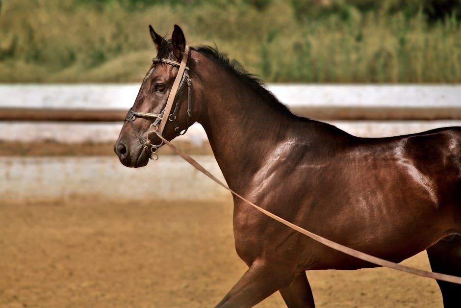 Building Fitness: Exercise Plans for Dressage Horses and Ponies